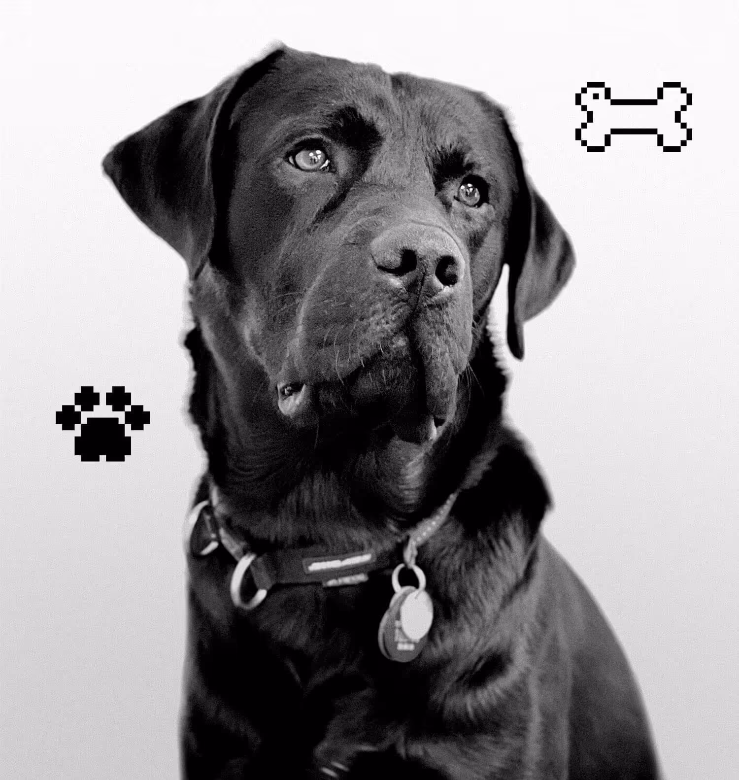 Yoshi